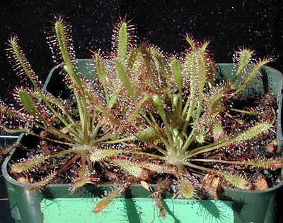 Drosera anglica