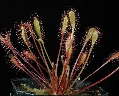 Drosera anglica CAHI