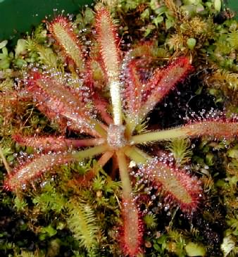 Drosera asendens