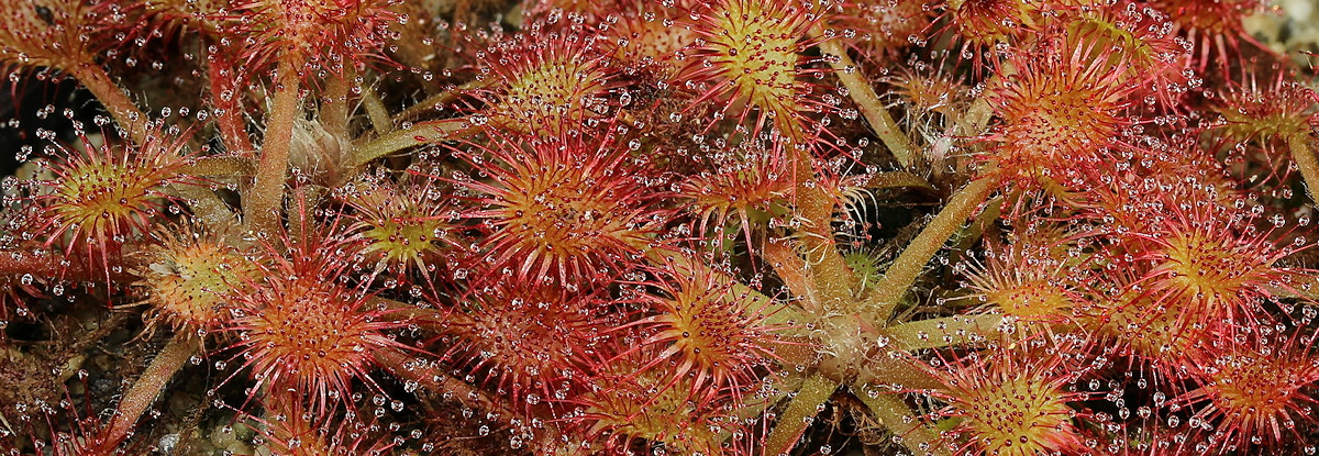 Drosera belezeana