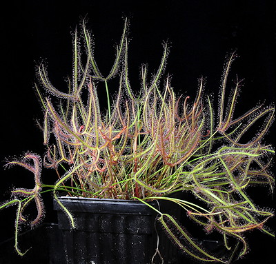 Drosera binata