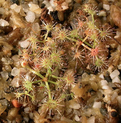 Drosera binata seedlings