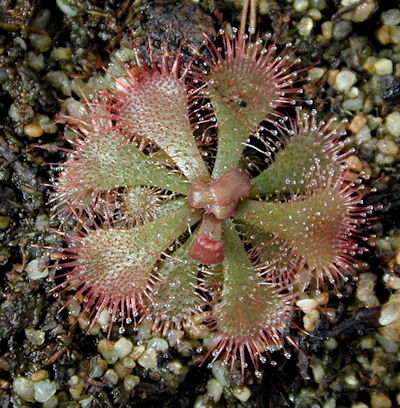 Drosera brevifolia