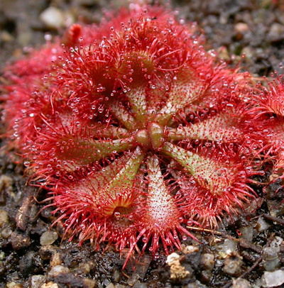 Drosera brevifolia