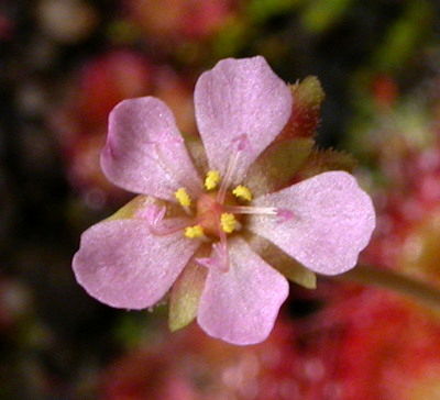 D burmannii flower