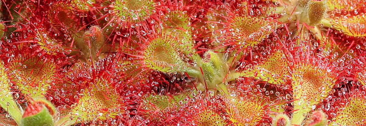 Drosera burmannii