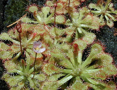 Drosera capillaris