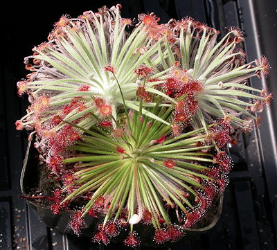 Drosera derbyensis hybrid