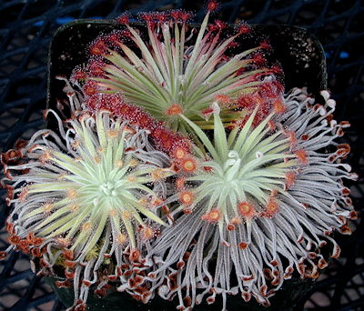 Drosera derbyensis hybrid in winter