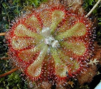 Drosera dielsiana