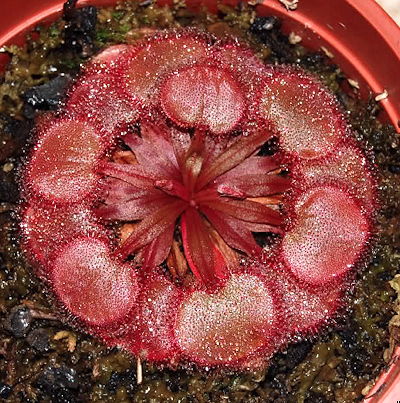 Drosera falconeri