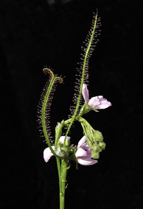 Drosera filiformis false vivipary