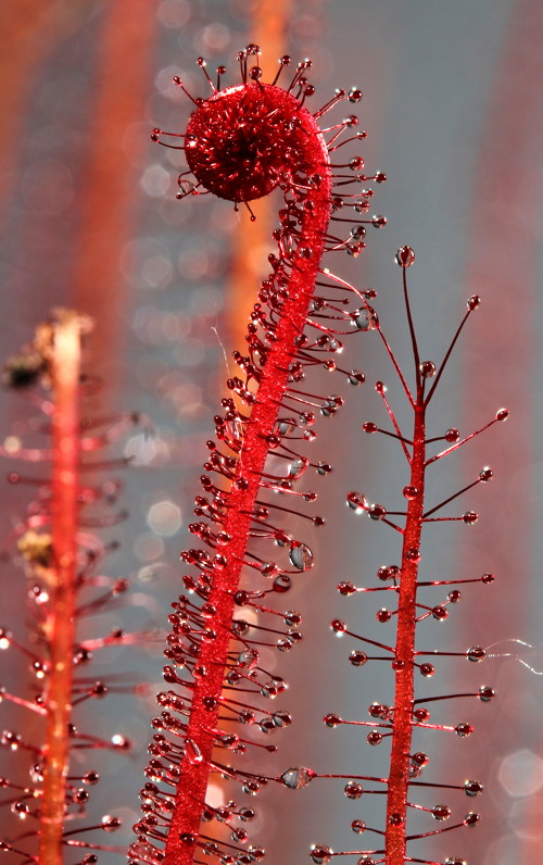 Drosera filiformis Florida