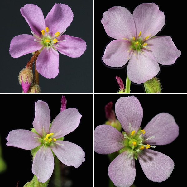 Drosera filiformis and D. tracyi flowers