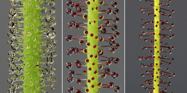 Drosera filiformis and D. tracyi leaves