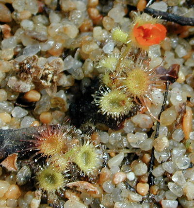 Drosera glanduligera