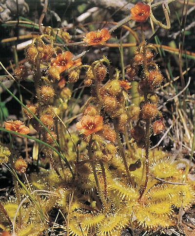 Drosera glanduligera