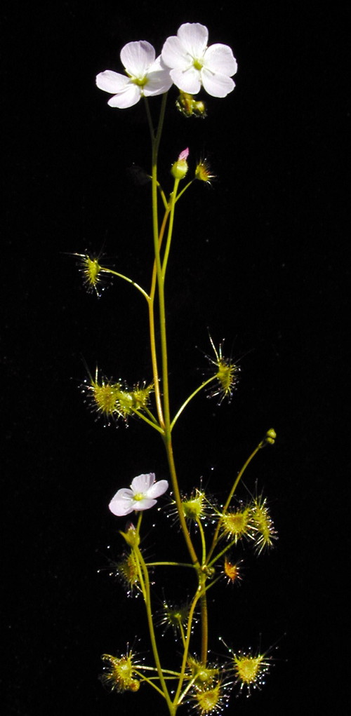 Drosera hookeri