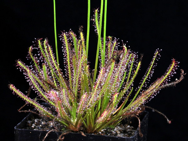 Drosera hybrida