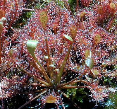 Drosera intermedia