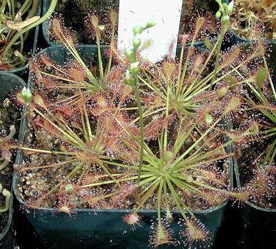 Drosera intermedia