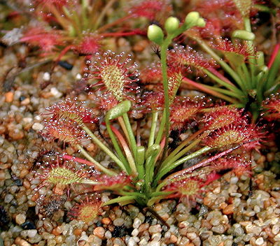 Drosera intermedia Cuba