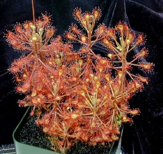 Drosera madagascariensis