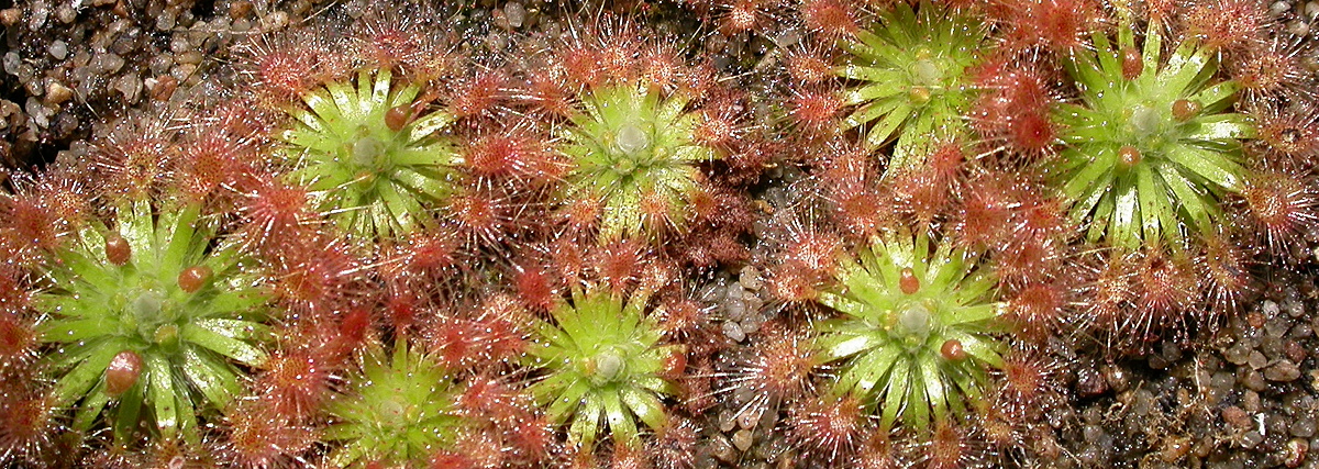 Drosera mannii