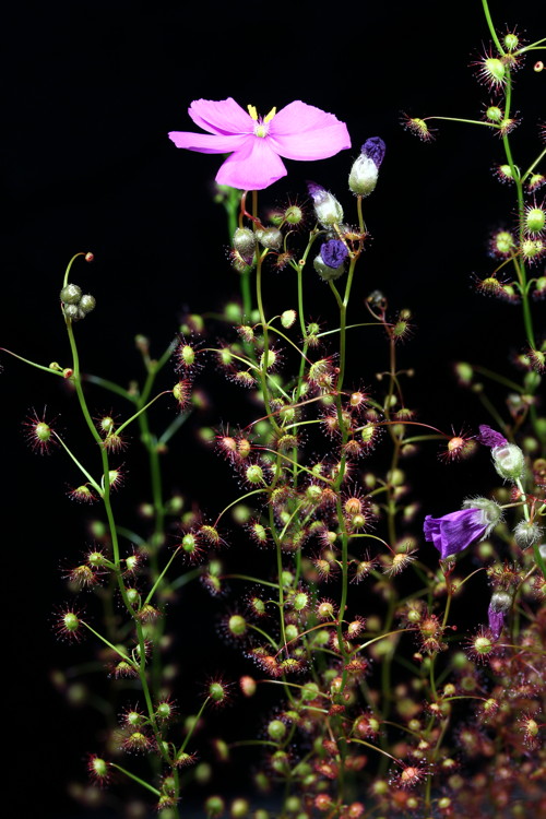 Drosera menziesii