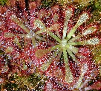 Drosera natalensis