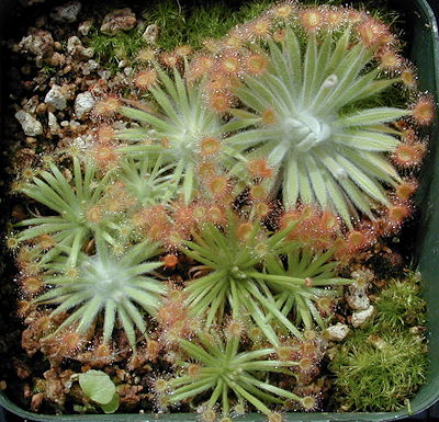 Droser ordensis hybrid