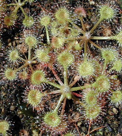 Drosera rotundifolia