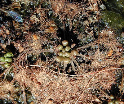 Drosera rotundifolia hybernacula