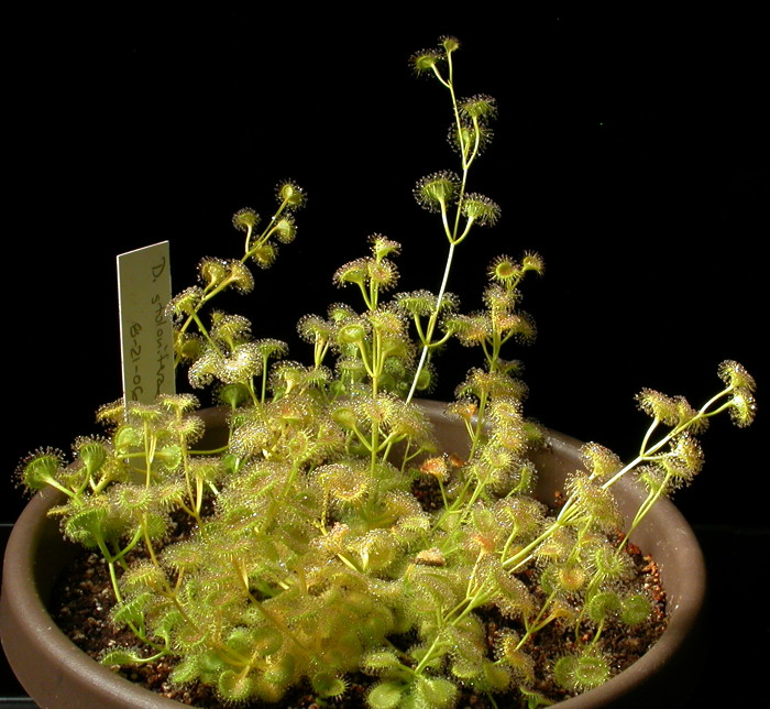 Drosera rupicola