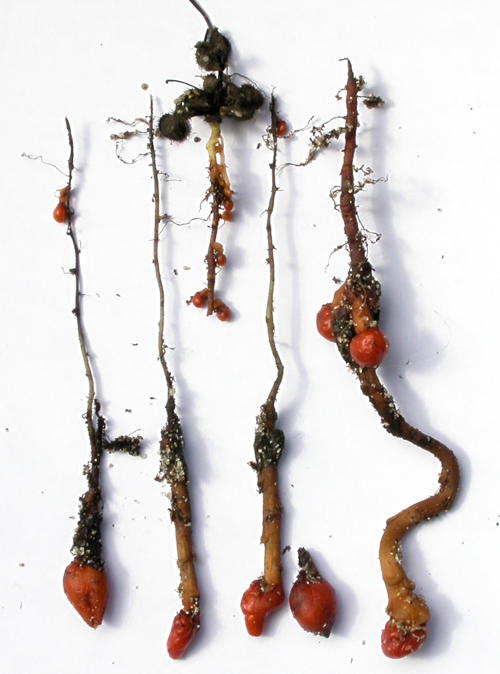 Drosera rupicola tubers