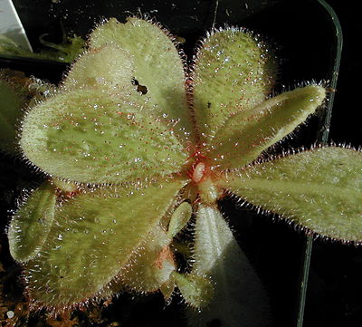 Drosera schizandra