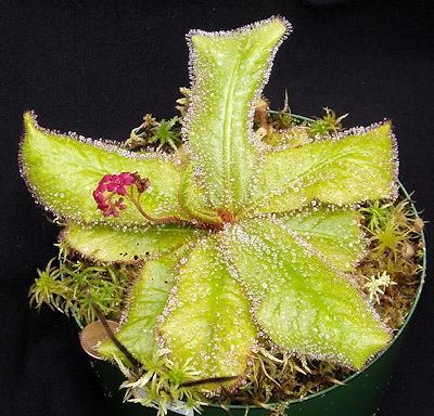 Drosera schizandra