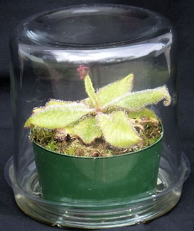 Drosera schizandra in jar