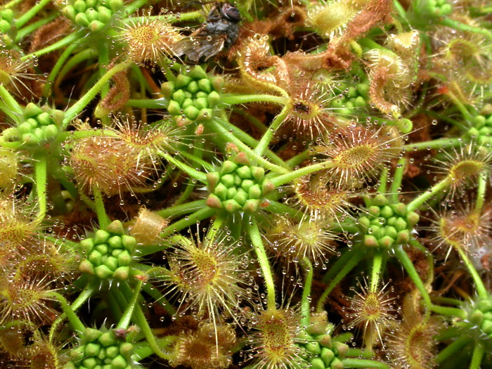 Drosera roseana