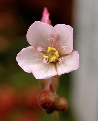 D sessilifolia flower