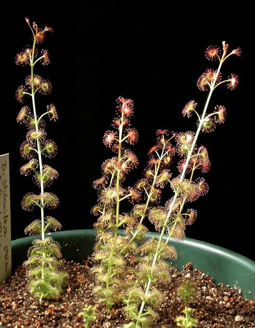 Drosera stolonifera