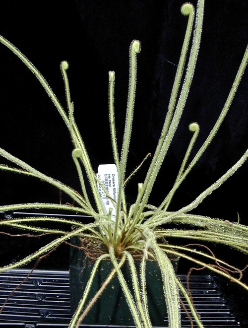 Drosera tracyi