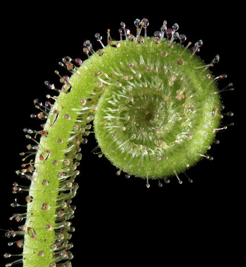 Drosera tracyi