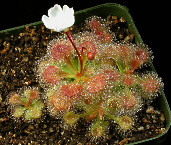 Drosera whittakeri