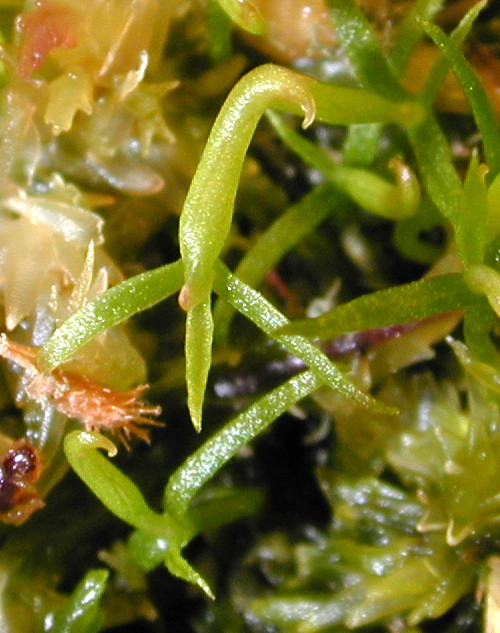 Darlingtonia sprouts