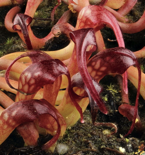 Darlingtonia seedlings