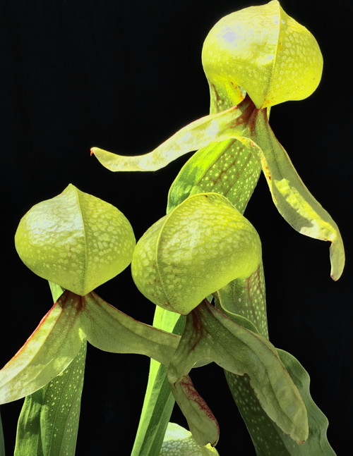 Darlingtonia