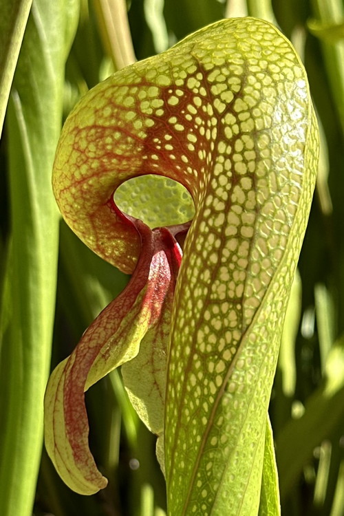 Darlingtonia