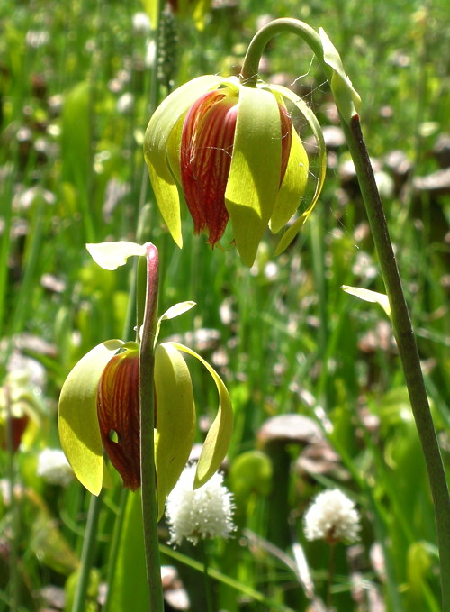 Darlingtonia flowers