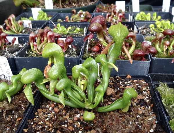 Darlingtonia Othello